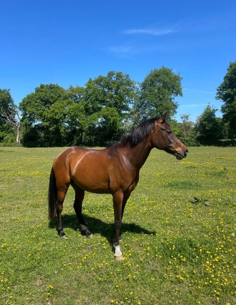Arabier endurance paard Ruin 13 Jahre alt Bruin zu verkaufen - Foto 2