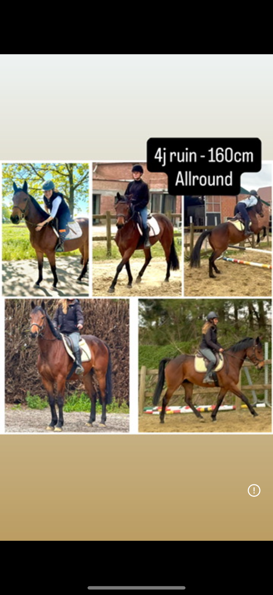 Varmbloed allround gelding 4 years old Gray for sale - Main photo