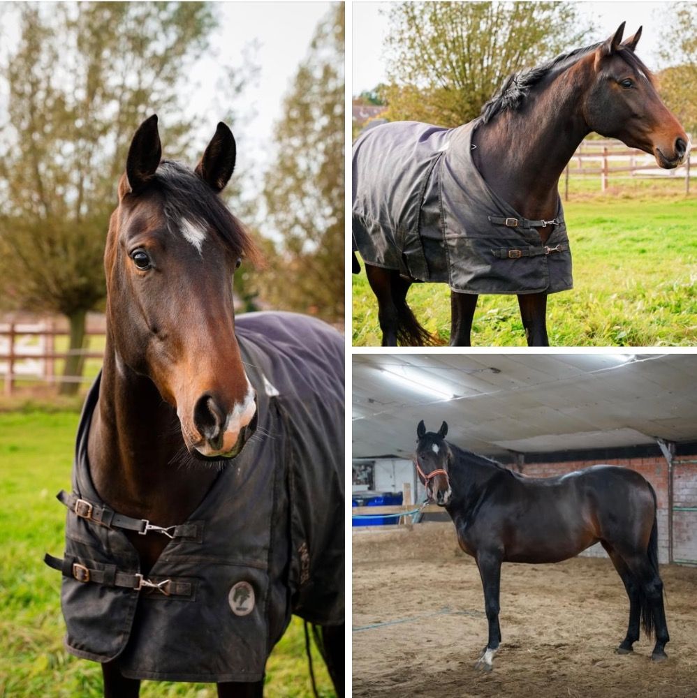 Mega bewegende 4 jarige merrie