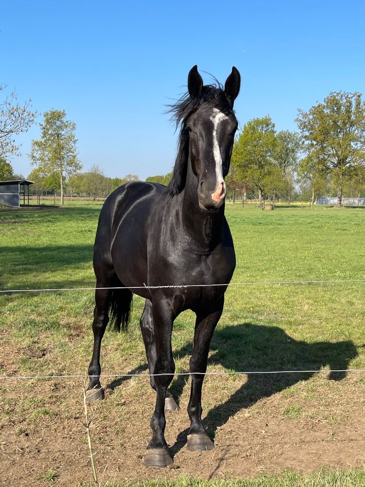 BWP springpaard Ruin 5 jaar Zwart te koop - Foto 3