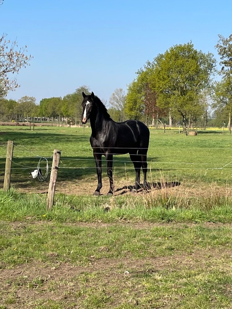 BWP springpaard Ruin 5 jaar Zwart te koop - Foto 2