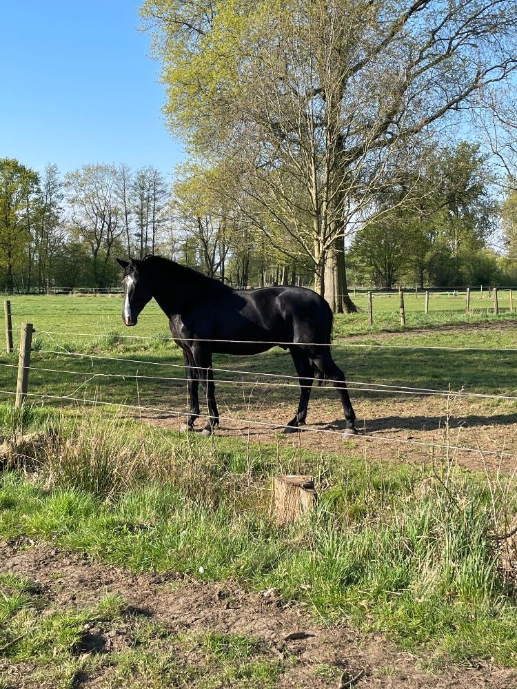 BWP springpaard Ruin 5 jaar Zwart te koop - Foto 4