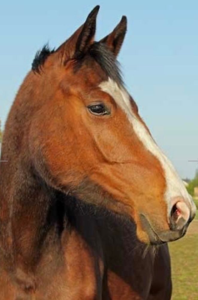 Holstein fokmerrie Merrie 14 jaar Bruin te koop - Foto 4