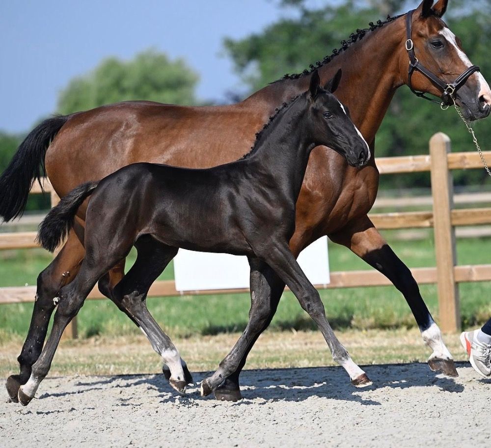 Contender merrie te koop