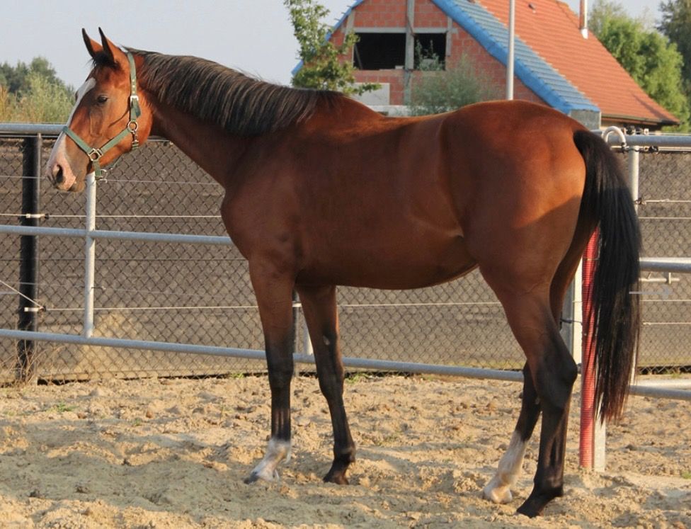 Holstein fokmerrie Merrie 14 jaar Bruin te koop - Foto 3