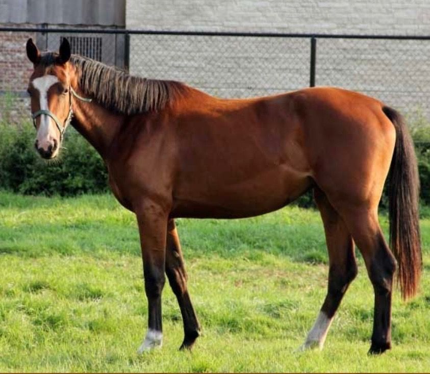 Holstein fokmerrie Merrie 14 jaar Bruin te koop - Foto 2