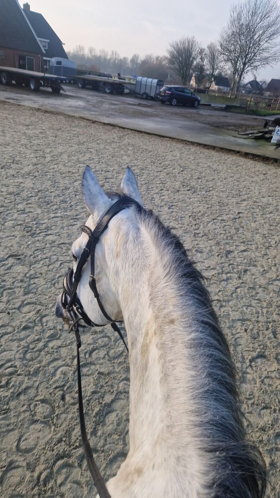 Volbloed paard Ruin 7 jaar Schimmel te koop - Foto 4