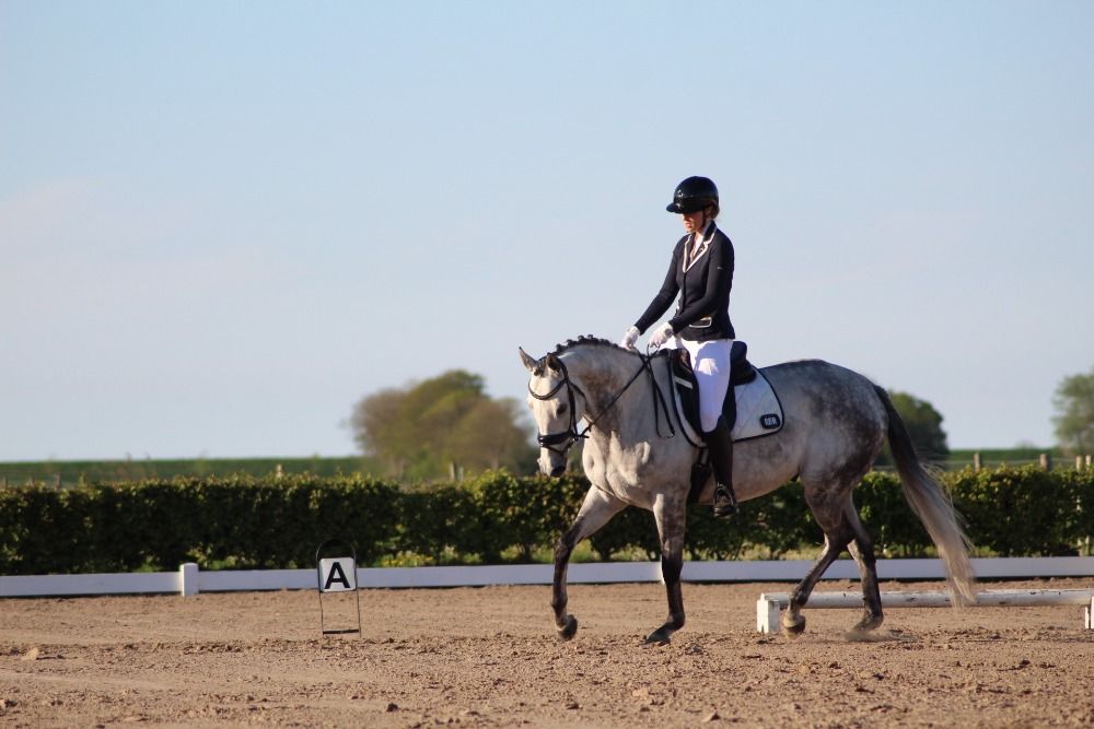Volbloed paard Ruin 7 jaar Schimmel te koop - Foto 2