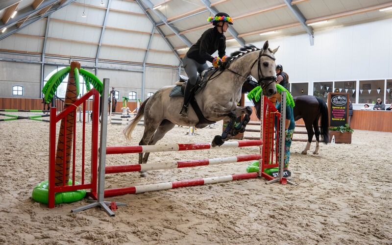 Volbloed paard Ruin 7 jaar Schimmel te koop - Foto 5