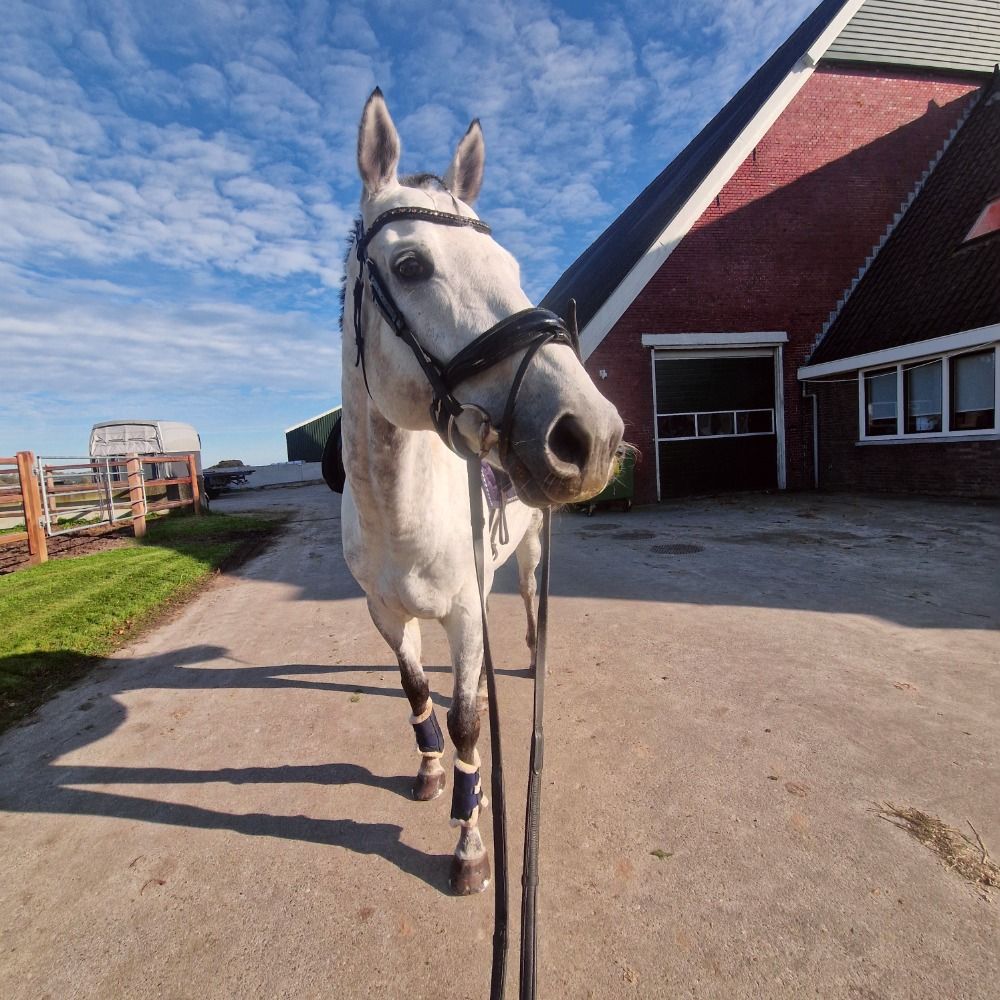 Volbloed paard Ruin 7 jaar Schimmel te koop - Foto 6