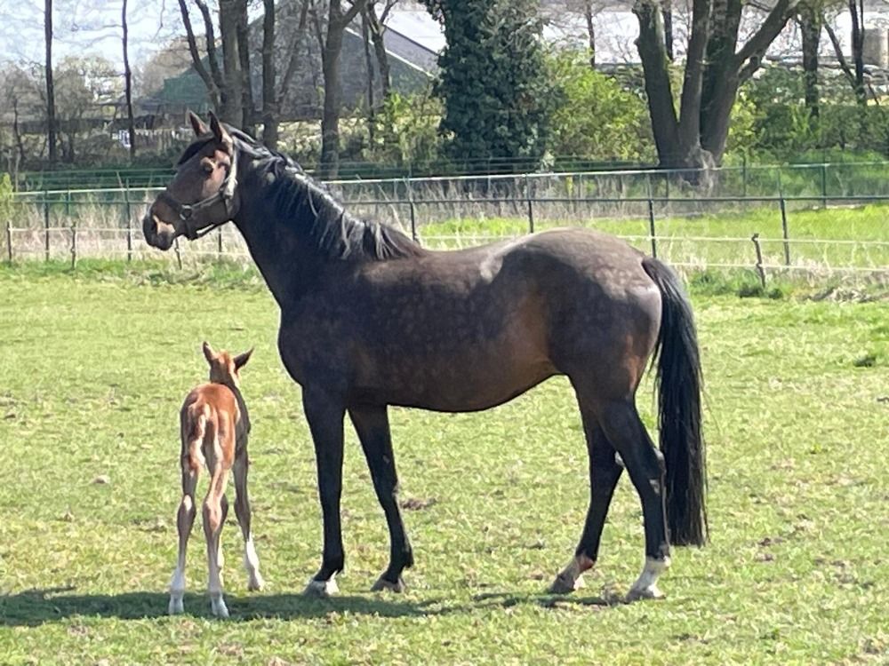 Perfectly healthy, well-behaved broodmare for sale