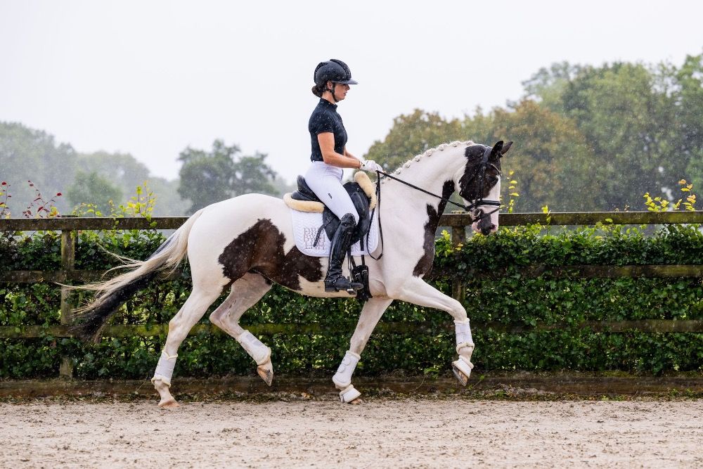 KWPN dressuurpaard Merrie 5 jaar Andere te koop - Foto 4