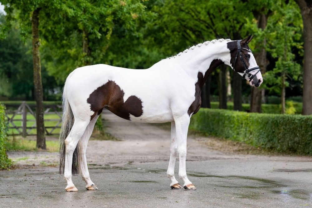 KWPN dressuurpaard Merrie 5 jaar Andere te koop - Foto 3