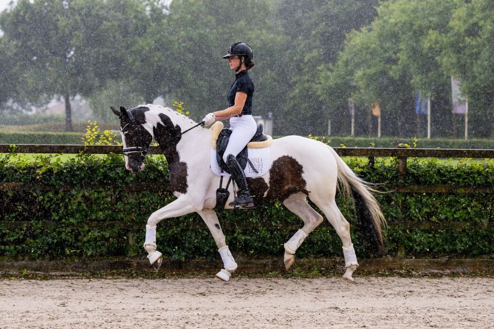 KWPN dressuurpaard Merrie 5 jaar Andere te koop - Foto 6