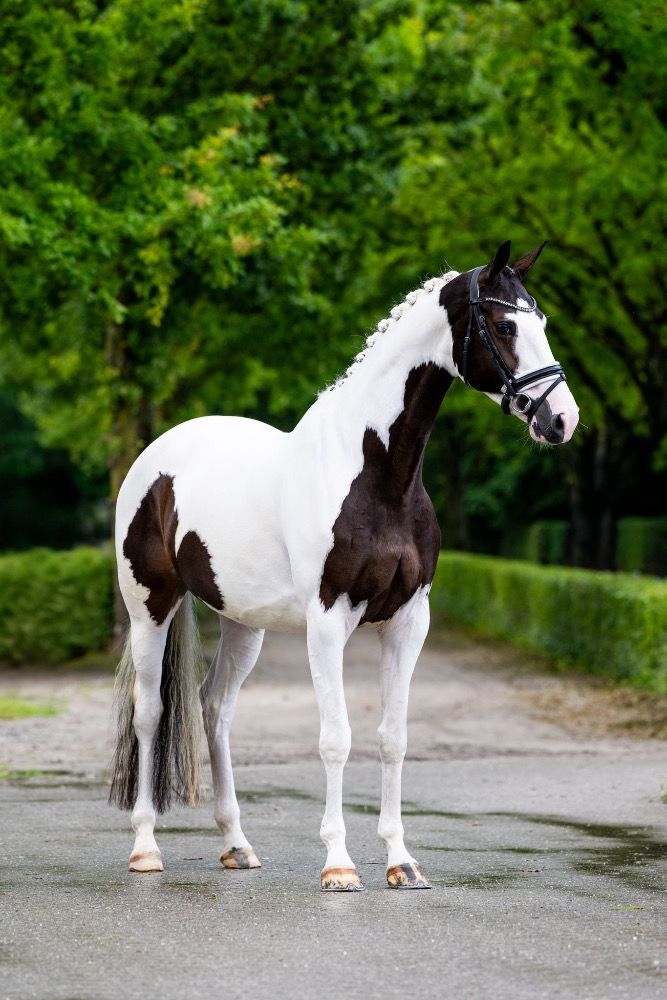 KWPN dressuurpaard Merrie 5 jaar Andere te koop - Foto 2