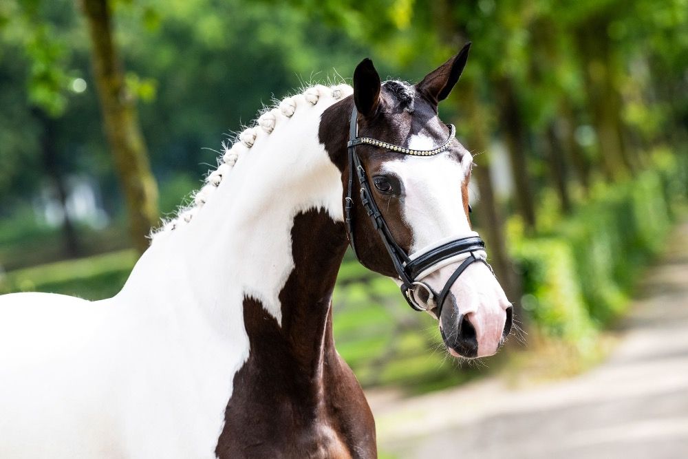 Homozygoot bonte kwpn ster merrie