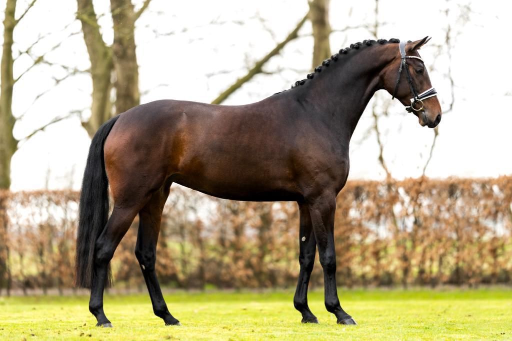 Higher quality dressage young horses