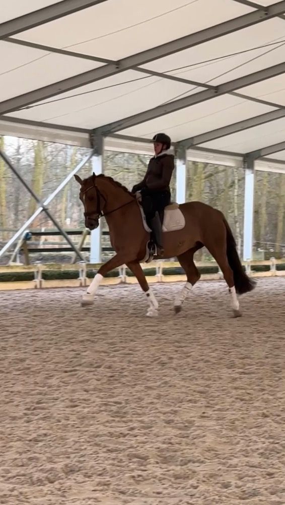***verkocht***Mooie 11 jarige merrie te koop