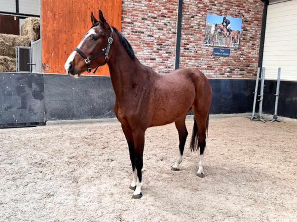 KWPN springpaard Merrie 4 years old Bruin for sale - Photo 5
