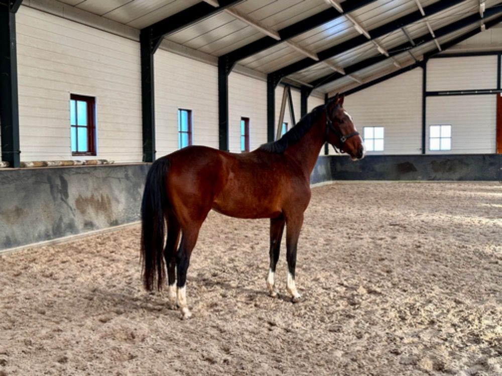KWPN springpaard Merrie 4 years old Bruin for sale - Photo 4