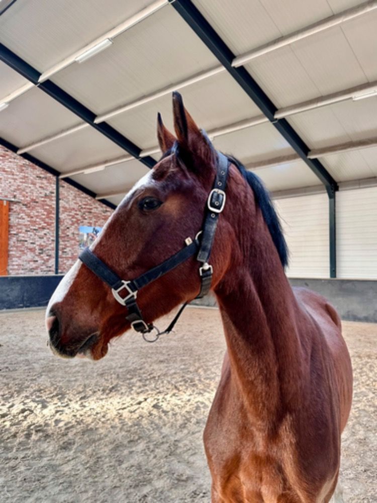 KWPN springpaard Merrie 4 years old Bruin for sale - Photo 3