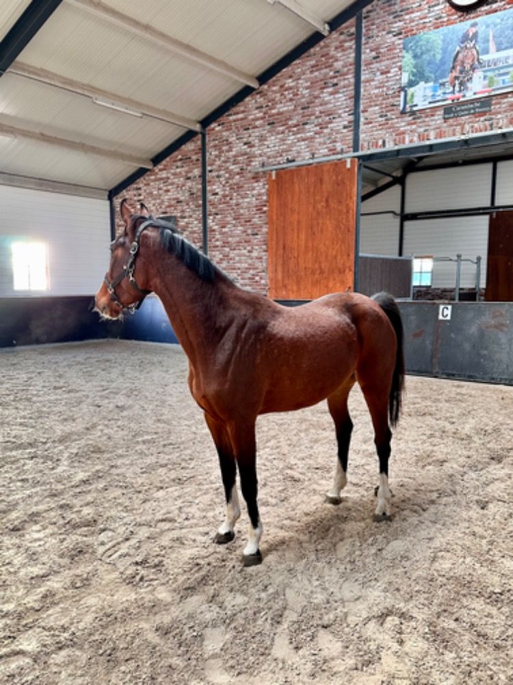 KWPN springpaard Merrie 4 years old Bruin for sale - Photo 6