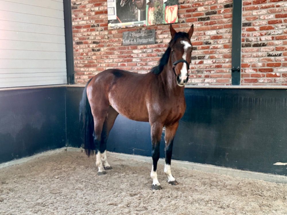 KWPN springpaard Merrie 4 years old Bruin for sale - Main photo