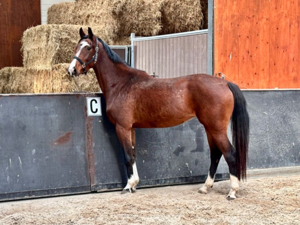 KWPN springpaard Merrie 4 years old Bruin for sale - Photo 2