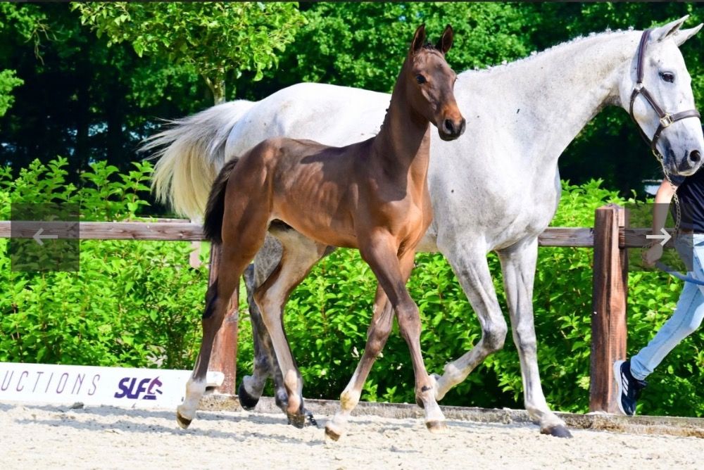 Ander stamboek springpaard Hengst Bruin te koop - Foto 5