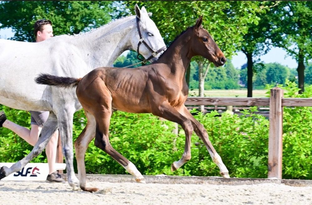 Ander stamboek springpaard Hengst Bruin te koop - Foto 6