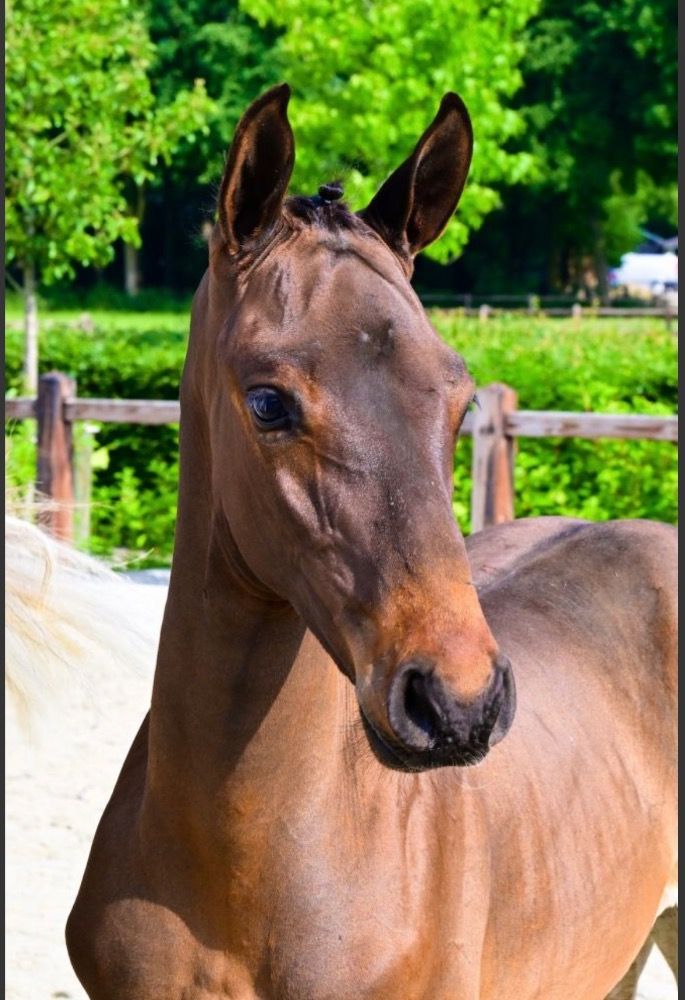 Ander stamboek springpaard Hengst Bruin te koop - Foto 4