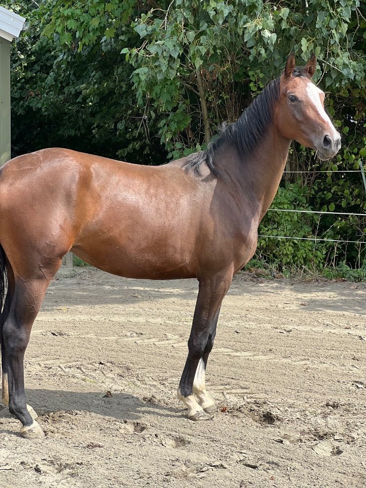 KWPN dressuurpaard Merrie 3 سنوات Bruin للبيع - صورة 4