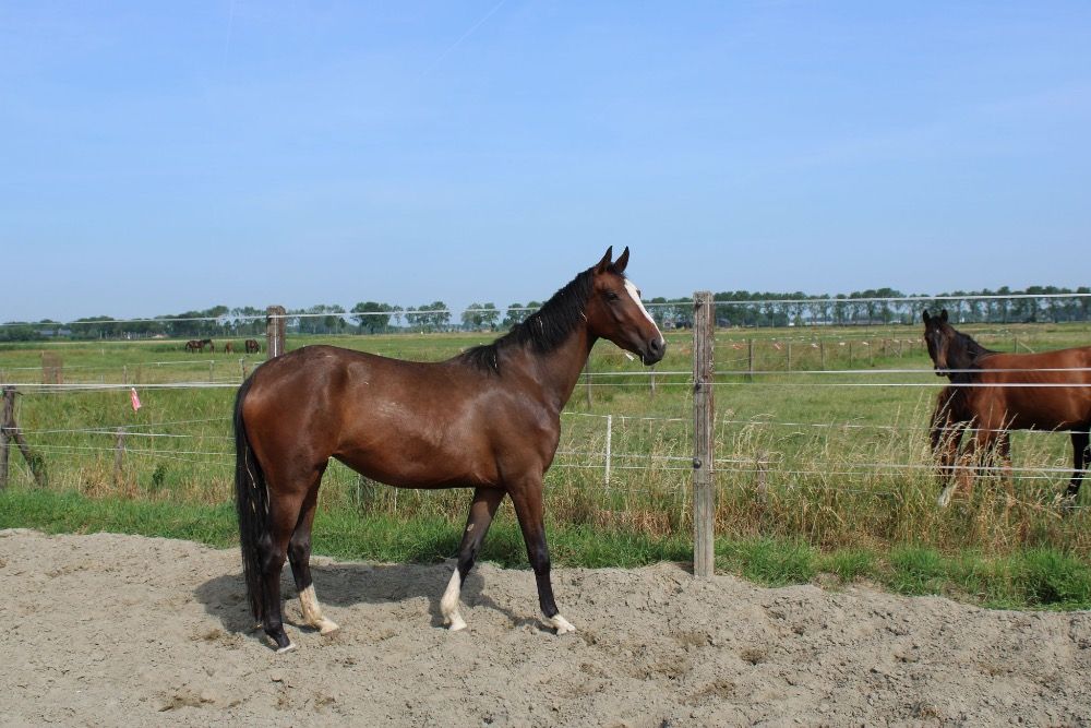 KWPN dressuurpaard Merrie 3 سنوات Bruin للبيع - صورة 2