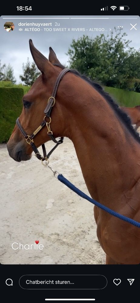 BWP springpaard Hengst Bruin te koop - Foto 6