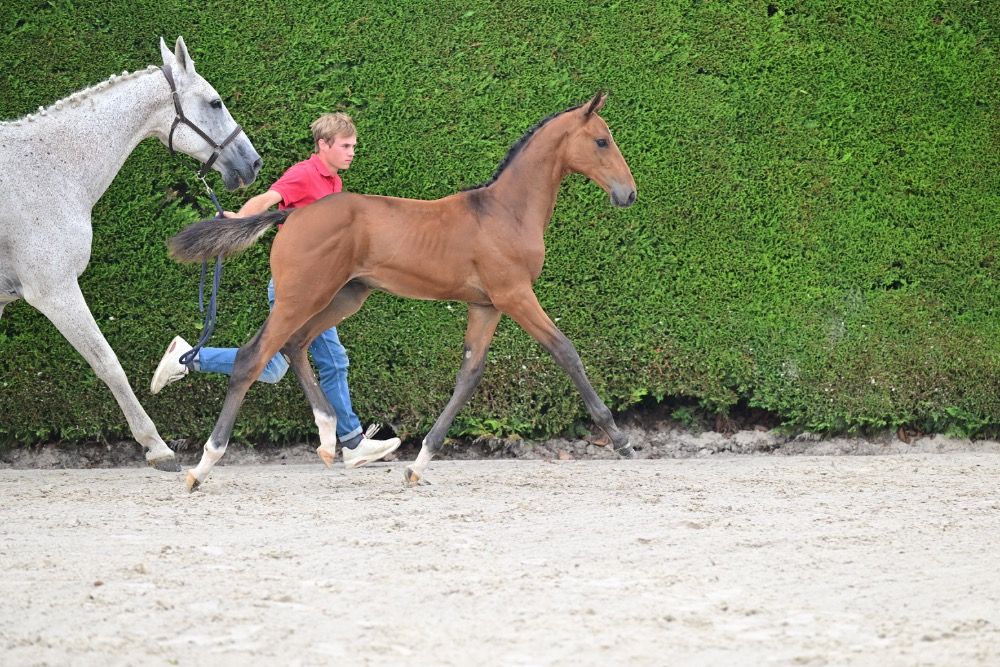 BWP springpaard Hengst Bruin te koop - Foto 4