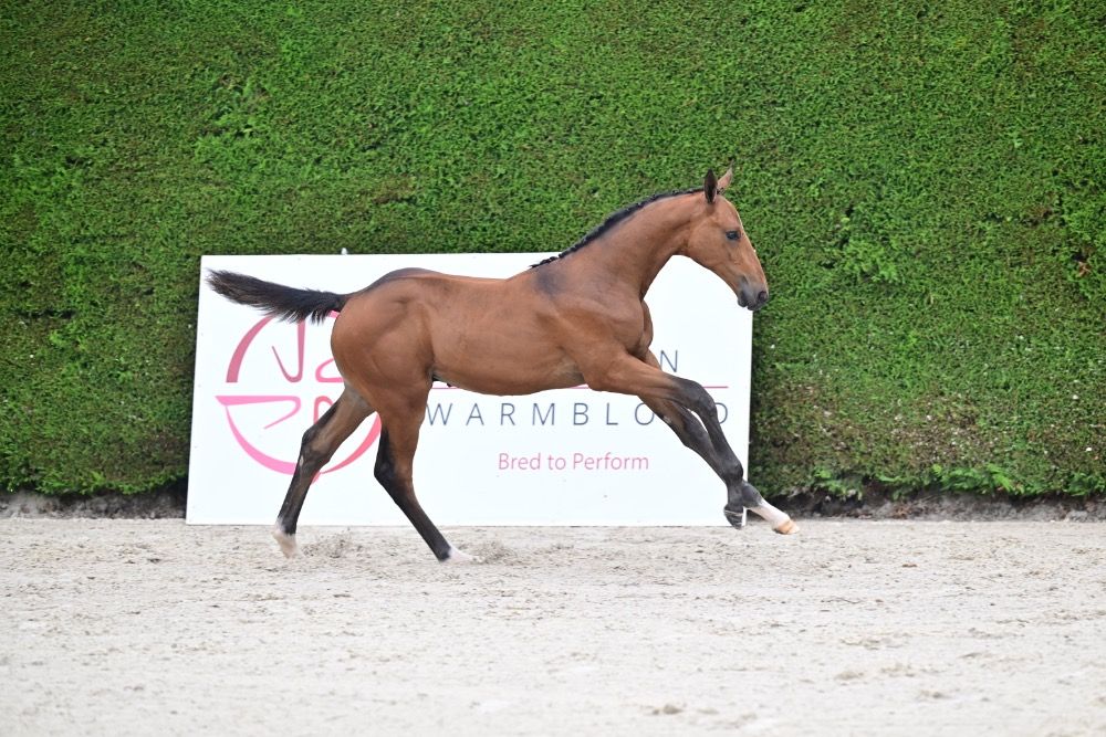 BWP springpaard Hengst Bruin te koop - Foto 5