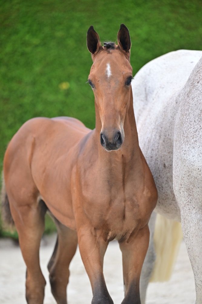 BWP springpaard Hengst Bruin te koop - Foto 2