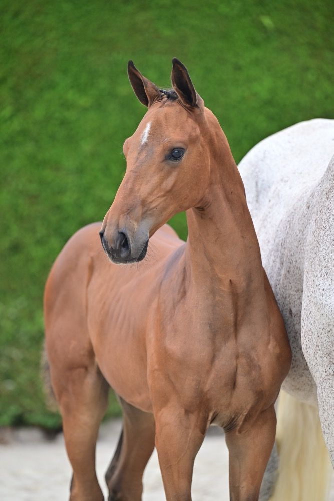 BWP springpaard Hengst Bruin te koop - Hoofdfoto