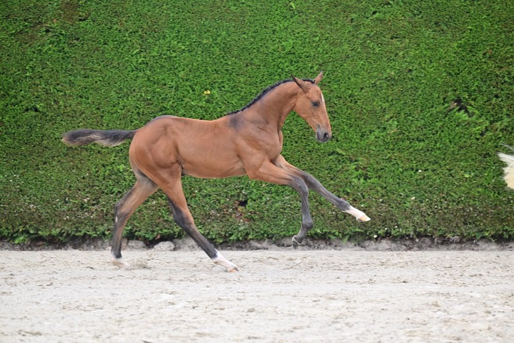 BWP springpaard Hengst Bruin te koop - Foto 3