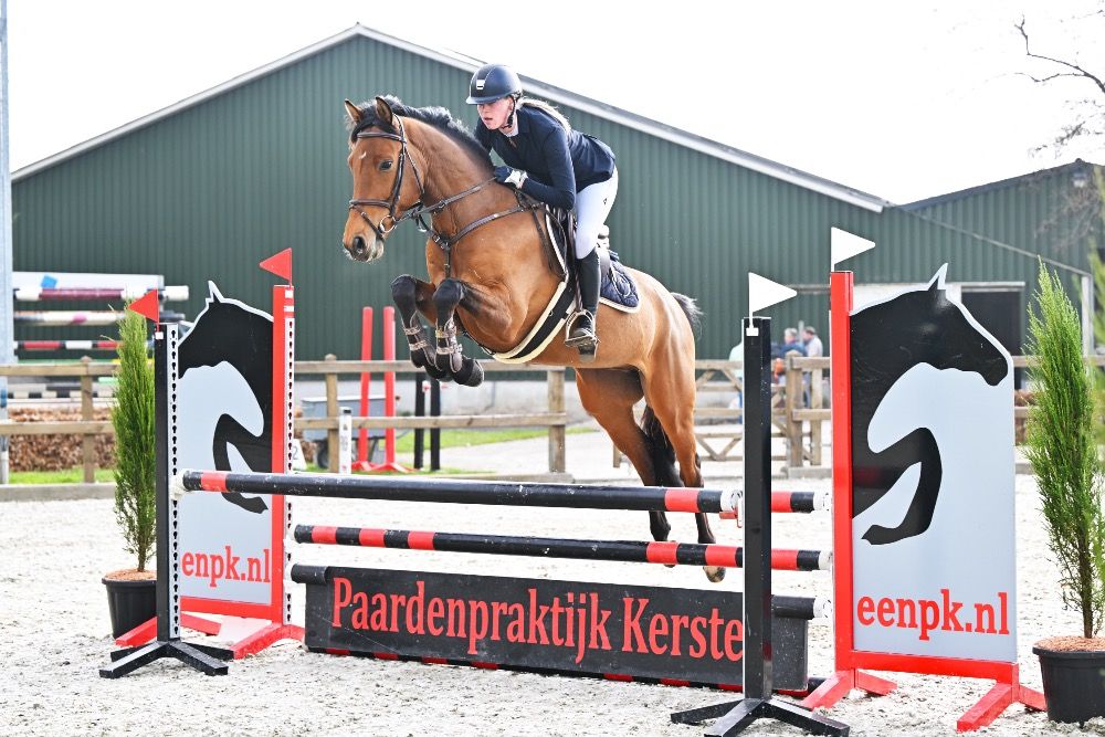 KWPN springpaard Ruin 5 years old Bruin for sale - Photo 3