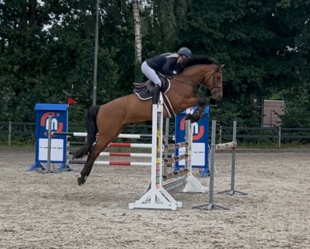 KWPN springpaard Ruin 5 years old Bruin for sale - Photo 2