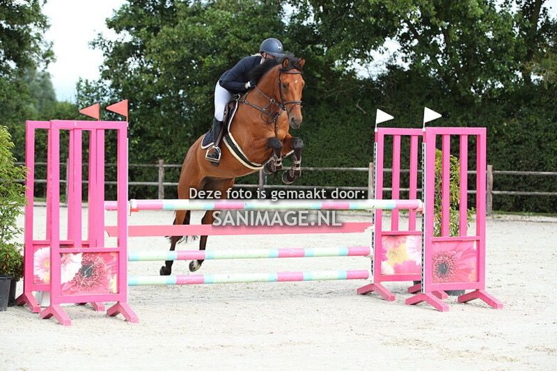 KWPN springpaard Ruin 5 years old Bruin for sale - Main photo
