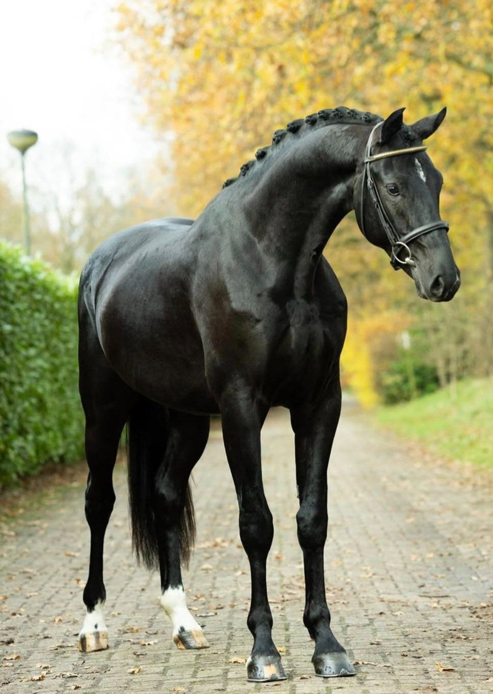 Dressuurpaard, Ruin, 4 jaar