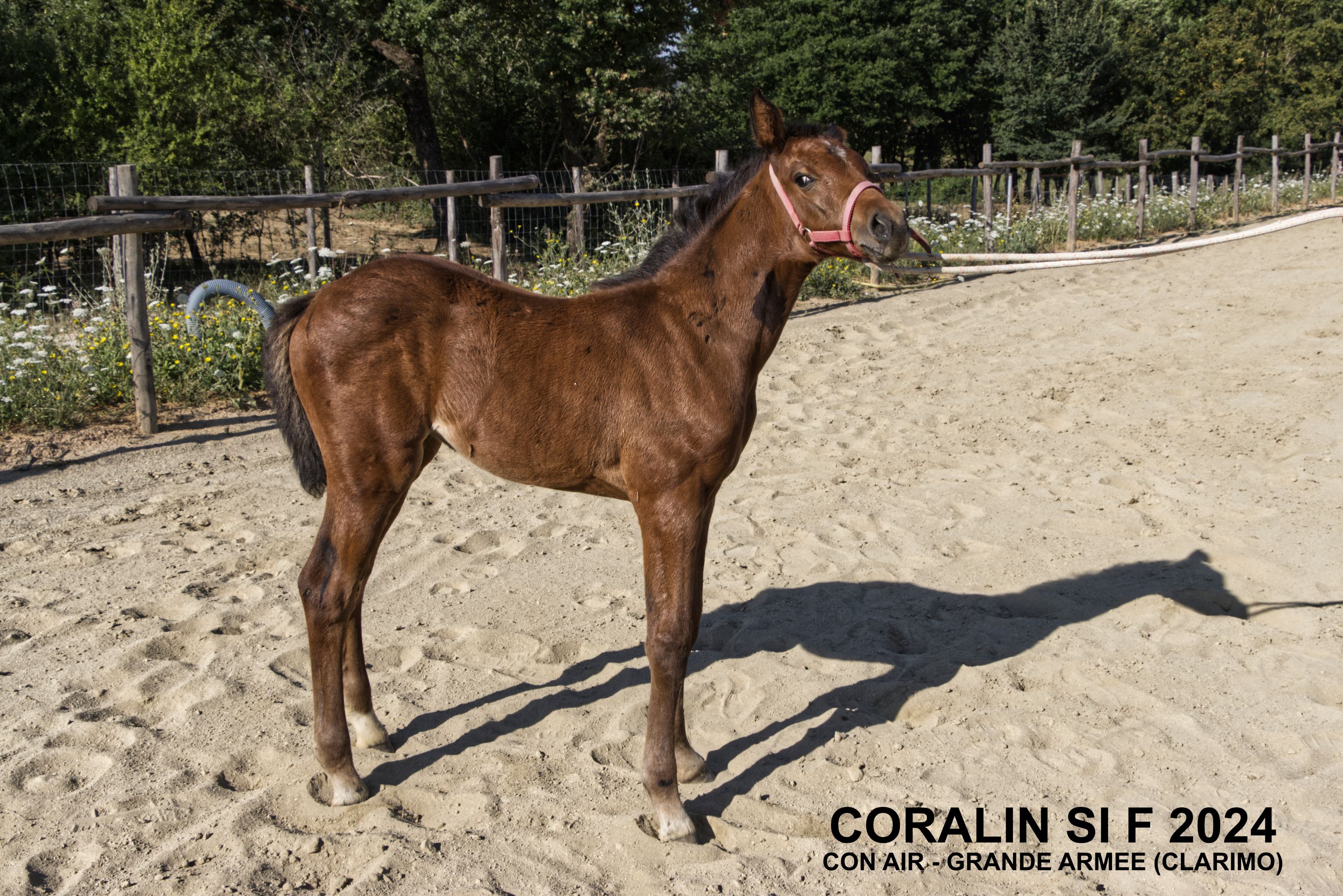 CORALIN