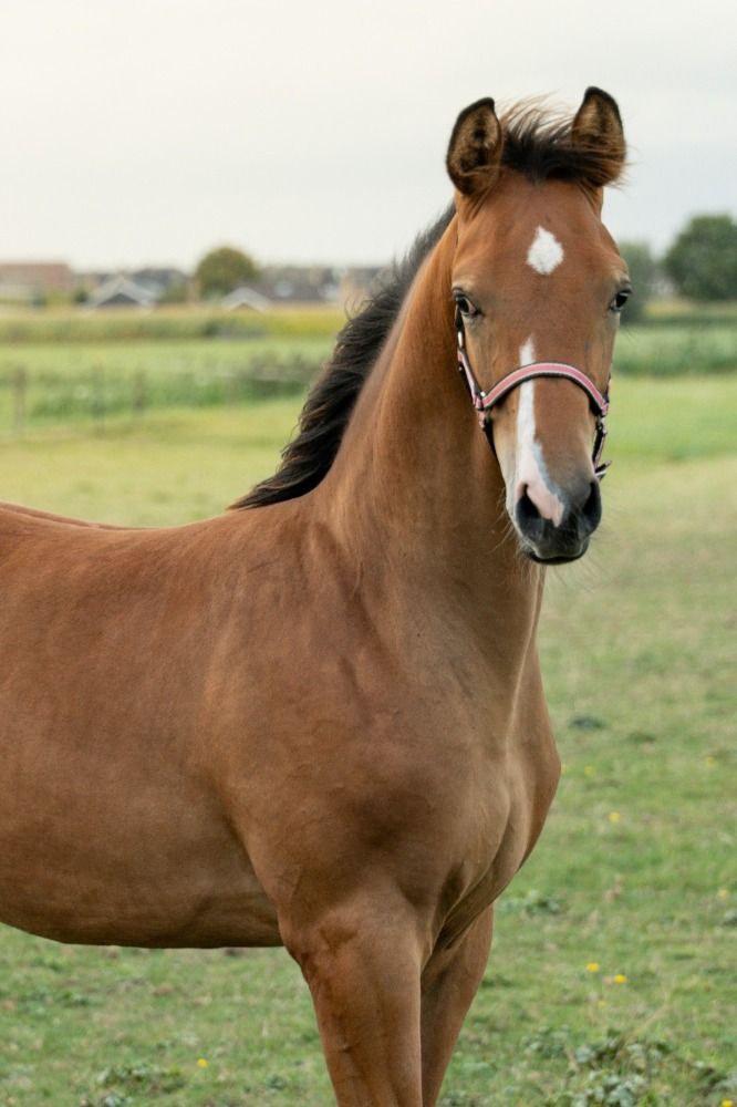 Te koop: prachtig hengstveulen van One Million x SanRemo x Glendale