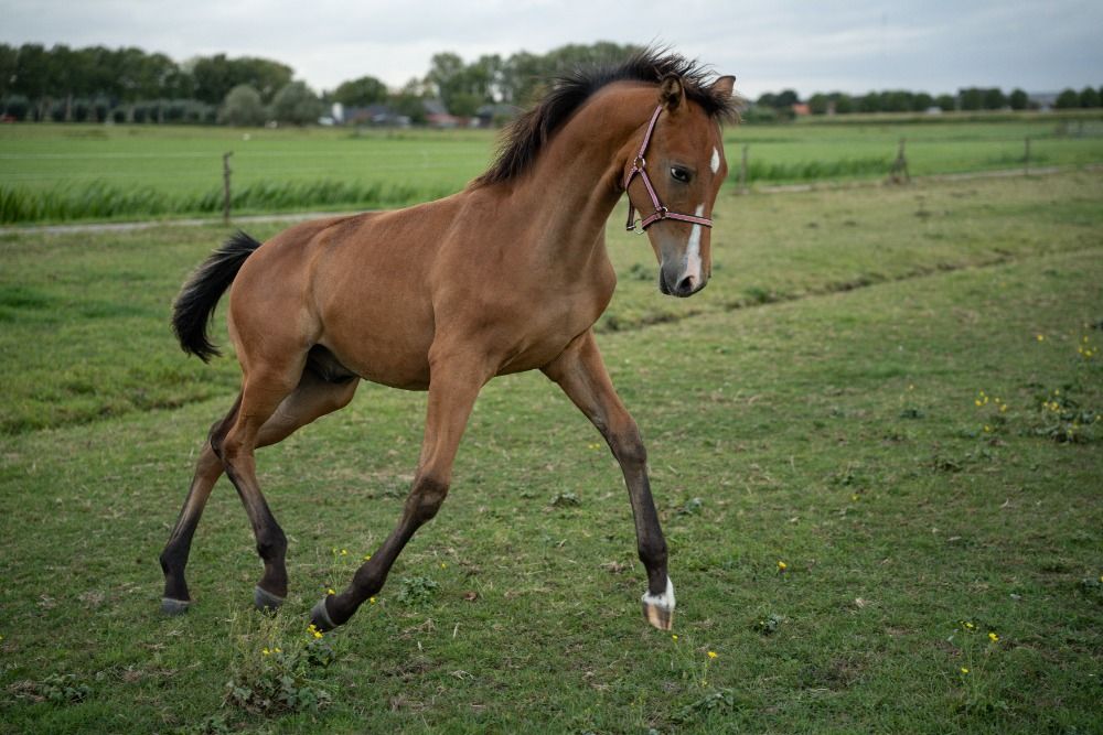 KWPN dressuurpaard Hengst Bruin te koop - Foto 4