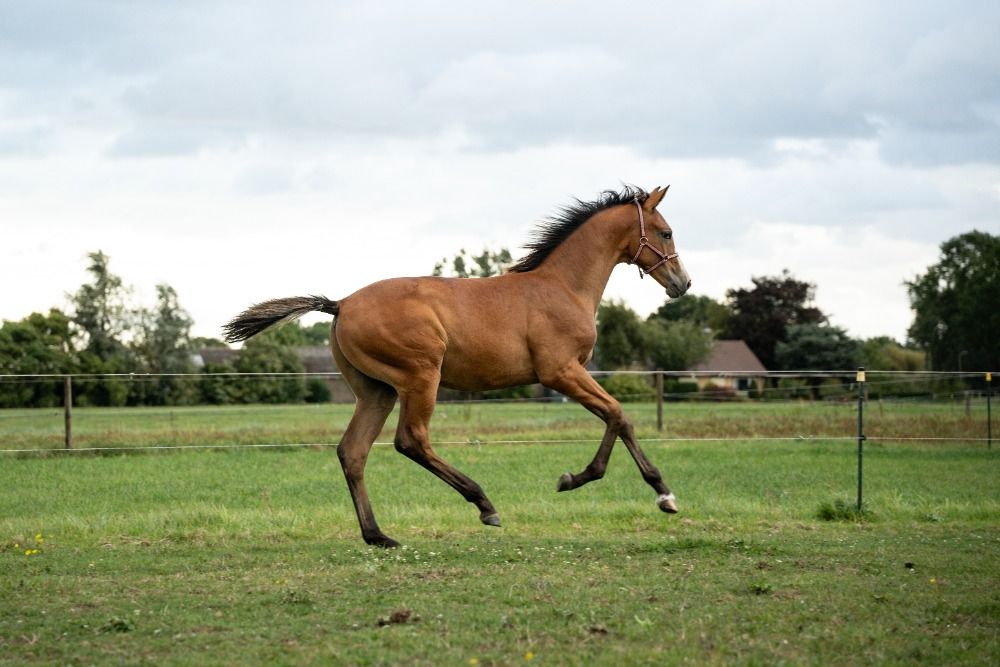 KWPN dressuurpaard Hengst Bruin te koop - Foto 3