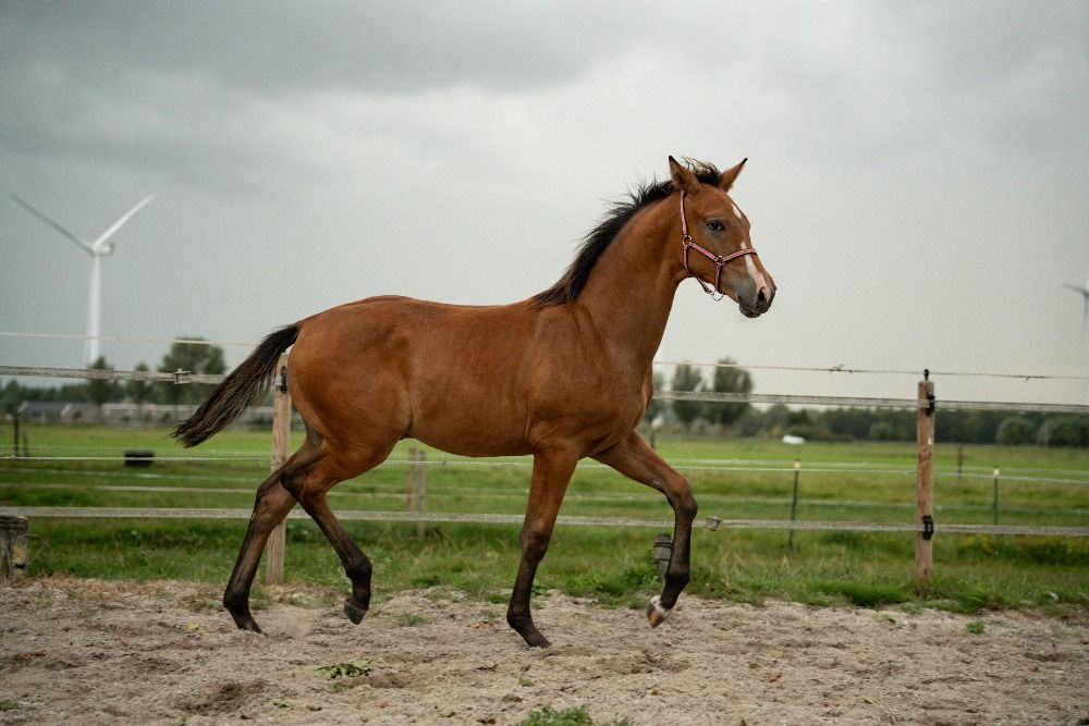 KWPN dressuurpaard Hengst Bruin te koop - Foto 5