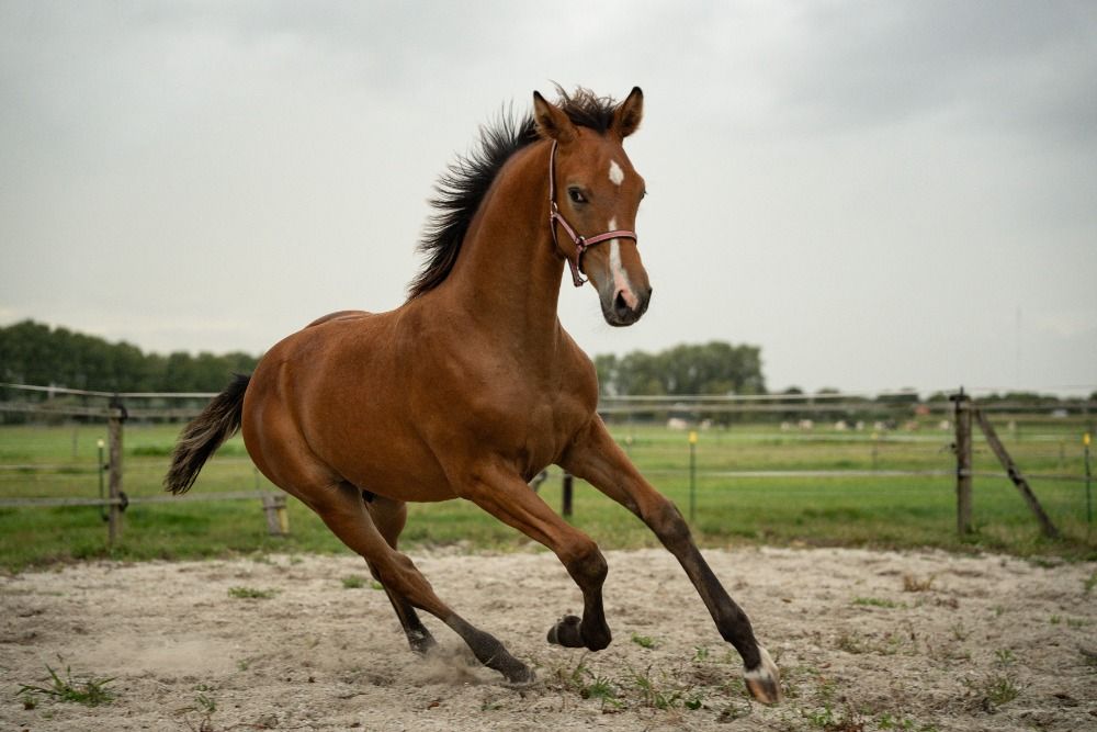 KWPN dressuurpaard Hengst Bruin te koop - Foto 2