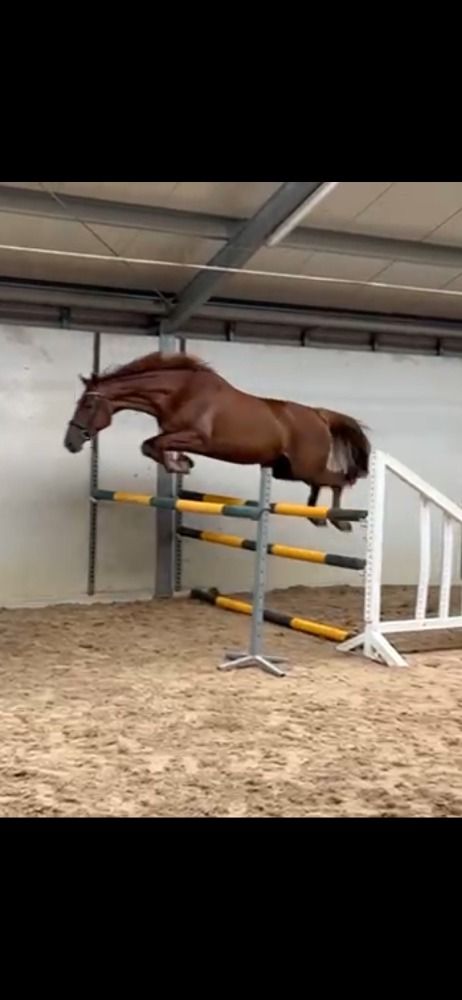 KWPN springpaard Merrie 5 jaar Vos te koop - Hoofdfoto